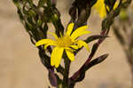 Maryland goldenaster